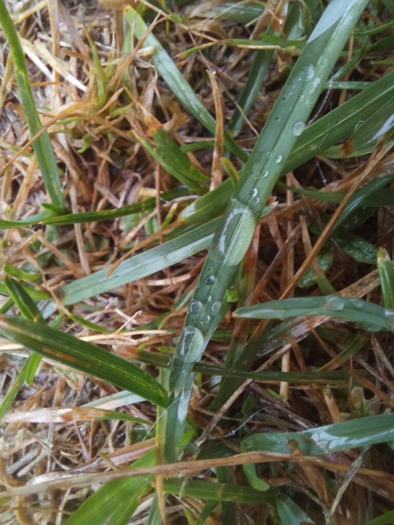 A blade of grass covered in droplets from a summer rain shower. 